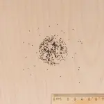 Fleurs - Coléus Arc-en-Ciel Amélioré - MEDIA_3D